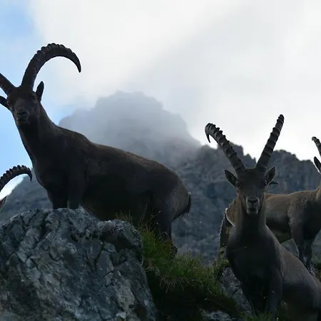 Anja Appartement Steeg